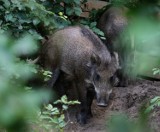 Rosnący problem dzików w Koszalinie. Będzie więcej odłowów