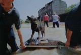 Powódź stulecia na Śląsku. Mija 26 lat od kataklizmu. Zginęło aż 55 osób. Kalendarium zdarzeń z 1997 roku - tak woda zalewała Śląsk