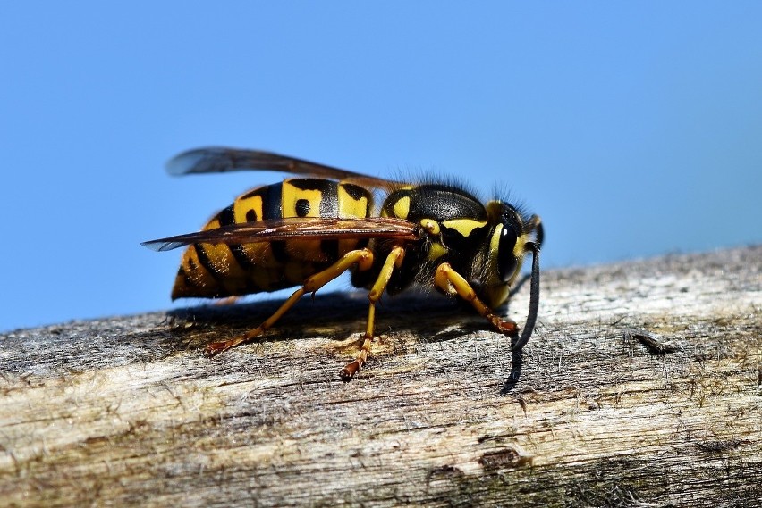 Osa, pszczoła i szerszeń niebezpieczne mogą być tylko dla...