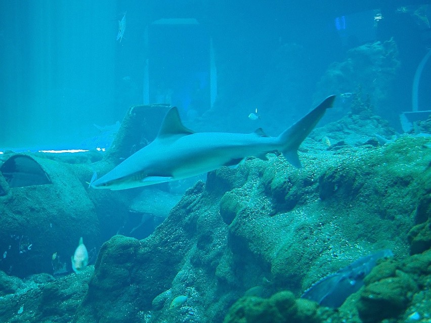 Rekiny w łódzkim Orientarium rosną jak na drożdżach.