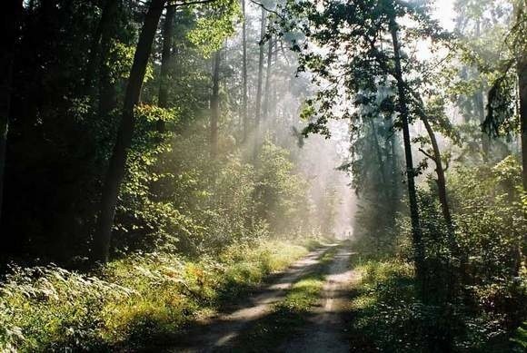 Międzynarodowy Rok Lasów 2011