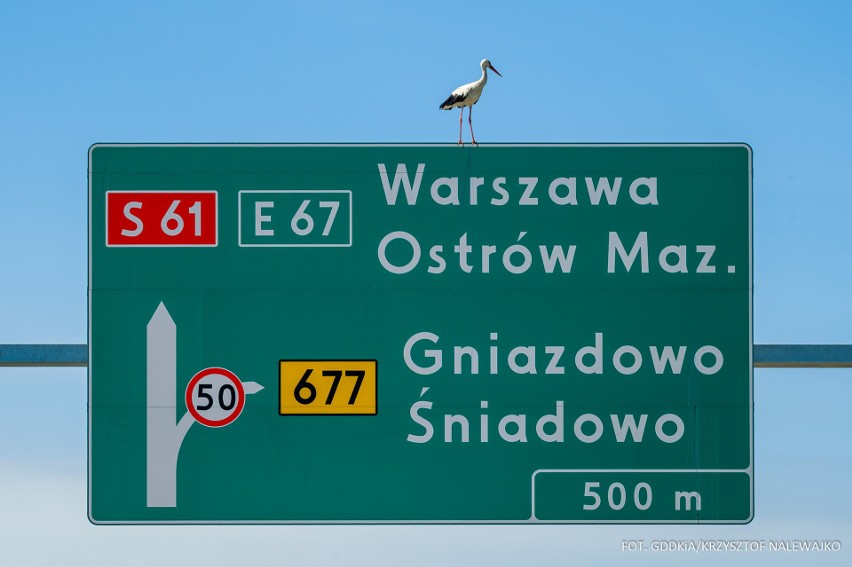 Bocian na drodze S61. Bocian usiadł na drogowej tablicy informacyjnej na trasie Śniadowo - Łomża. Zdjęcia