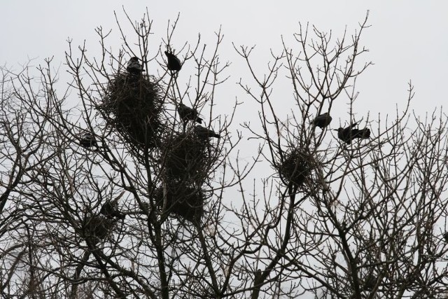 Gawron i ich gniazd w kieleckim parku miejskim nie brakuje. Teraz ptaki są pod ochroną, ponieważ rozpoczęły okres lęgowy.