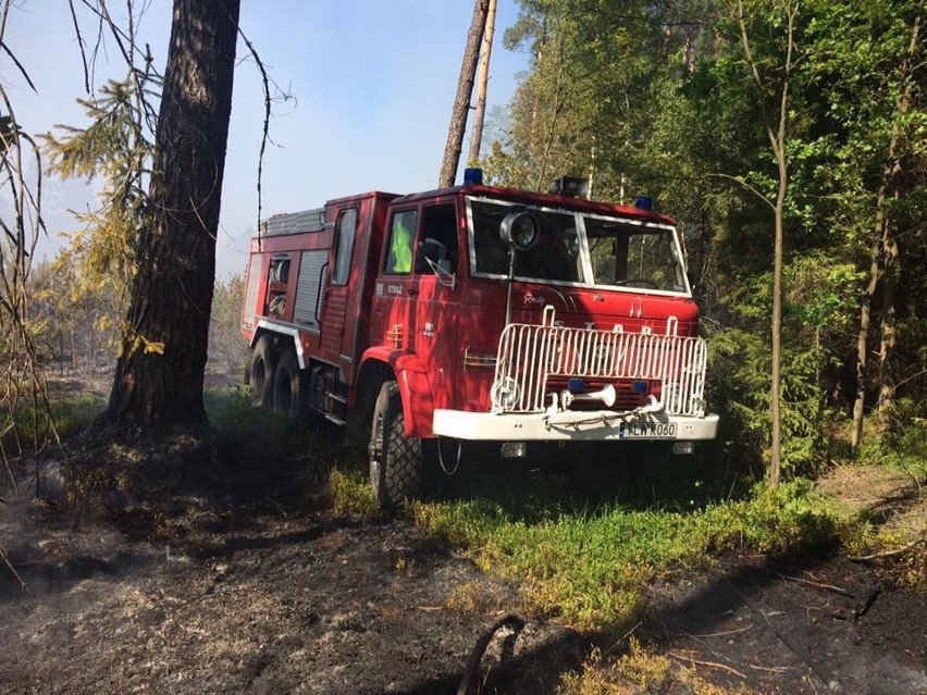 Groźny pożar lasu w Radkowie