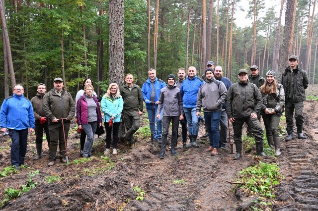 Dzięki wspólnemu działaniu w lesie w okolicach Kaczyna, w gminie Daleszyce, urośnie około półtora tysiąca drzewek więcej.