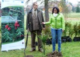 Leśnicy z gorlickiego nadleśnictwa uratowali stare cisy i posadzili nowe