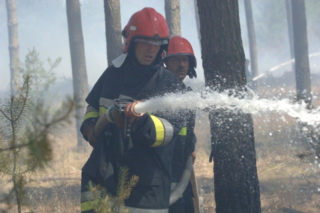W lasach na północy województwa lubuskiego wprowadzono najwyższy, trzeci stopień zagrożenia pożarowego.