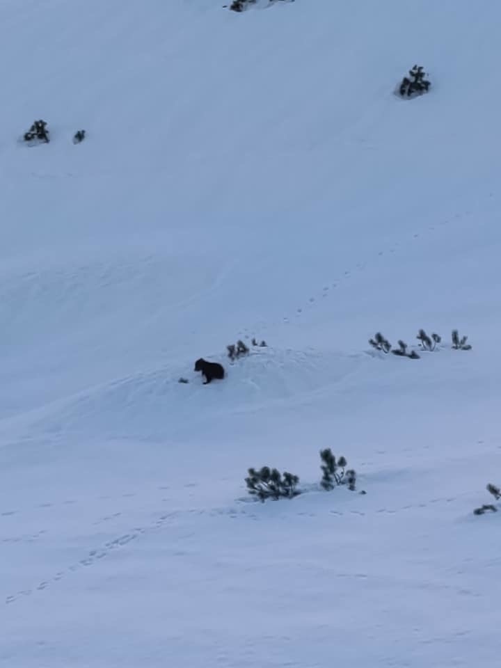 Tatry. Dolina Gąsienicowa zamknięta dla turystów. Przez buszującą tam niedźwiedzią rodzinę 