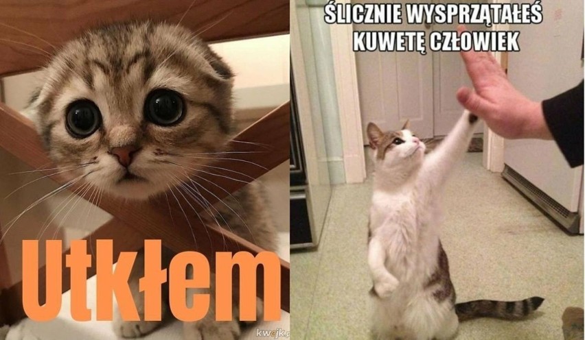Memy o kotach z Internetu. Sprawdź te MEMY 2024 o kotach