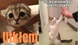 Najśmieśniejsze memy o kotach, które rządzą Internetem. Te obrazki z internetu rozbawią Was do łez. Kociarze to uwielbiają 27.04.2024