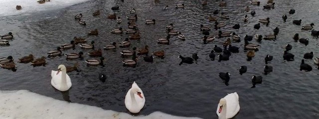 Kaczki przerębla sobie nie wyrąbią, a wody zostało im niewiele na bydgoskich akwenach.