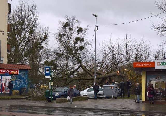 Na Pomorzanach przy ulicy Na Skarpie podmuch wiatru powalił drzewo na stojące tam samochody.