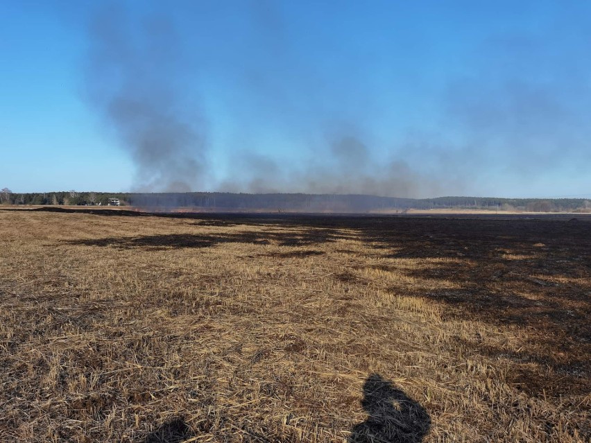 Rusza sezon na wypalanie traw. Świętokrzyscy strażacy interweniowali już kilkadziesiąt razy, policjanci ostrzegają o grożących karach