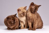 Chińska firma Sinogene będzie na masową skalę klonować i sprzedawać koty
