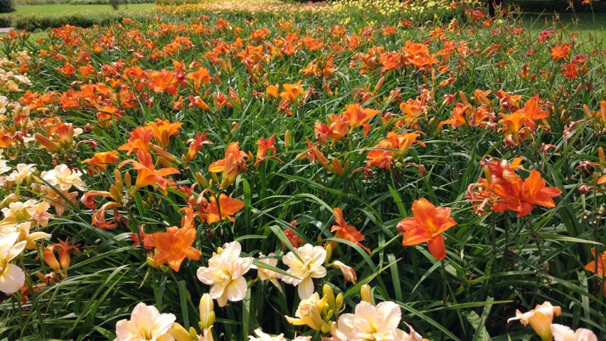 Kolekcja liliowców w Ogrodzie Botanicznym odmłodnieje