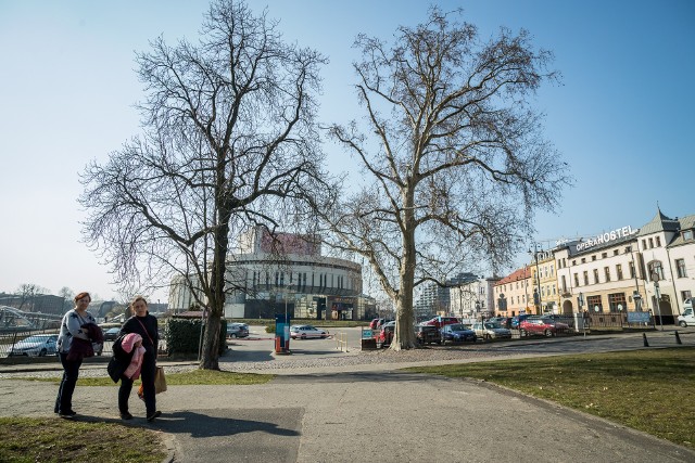 Drzewa na Placu Teatralnym w Bydgoszczy w tym roku także przejdą badania stanu. Sprawdzona zostanie także jakość gleby wokół nich.