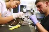 Lemur z Zoo Safari w Borysewie pojechał na operację do Wrocławia