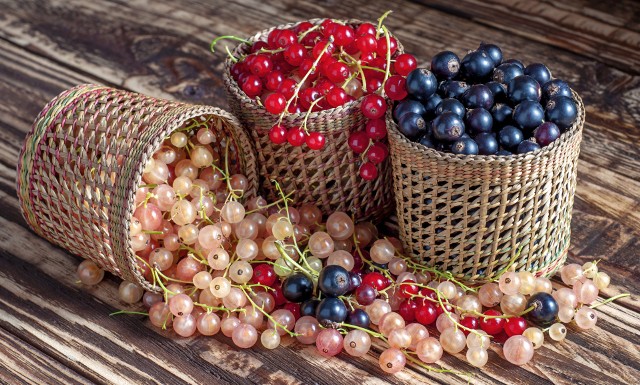 Porzeczki nie należą do zbyt wymagających w uprawie, a ich owoce są smaczne i zdrowe. Czarne porzeczki, czerwone i białe różnią się smakiem – warto mieć je wszystkie.