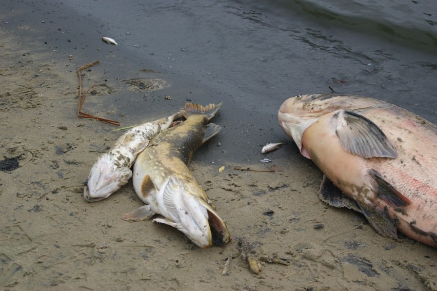 Kilkanaście ton śniętych ryb wyłowiono już z Jeziora...
