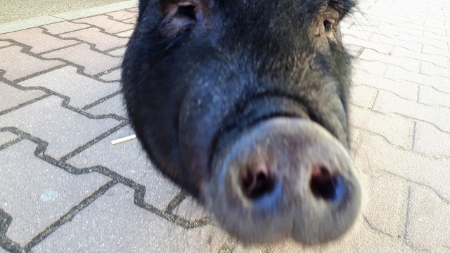 W poniedziałek 15 kwietnia spotkaliśmy na zielonogórskim deptaku świnkę Iwonkę. Dobrze się czuła w centrum miasta i nie chciała wracać do domu.Iwonka to wietnamska świnia domowa. Jej właścicielka Kamila Witkowska, zdradziła nam, że wkrótce zwierzątko będzie gwiazdą zakładanej teraz fundacji, która będzie działać na rzecz dzieci.Na razie Iwonka jest atrakcją zielonogórskiego deptaka.Polecamy:POZNAJ ALPAKI Z CHYNOWA