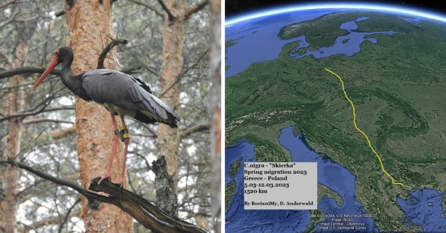 Bocian czarny gwarowo jest nazywany hajstra. Mimo licznego występowania w Europie, ptaki są dość rozproszone. Żyją głównie w lasach.