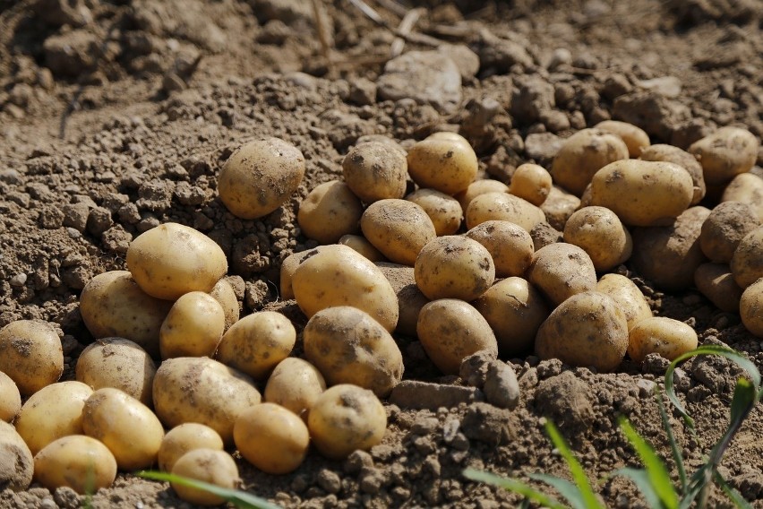 Ziemniaki - co sadzić obok, aby zwiększyć plony? Poznaj idealne sąsiedztwo roślin
