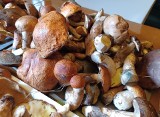 Wysyp grzybów w lasach. Borowiki, kanie, opieńki, rydze obrodziły. Gdzie szukać grzybów? Zobacz mapę grzybów