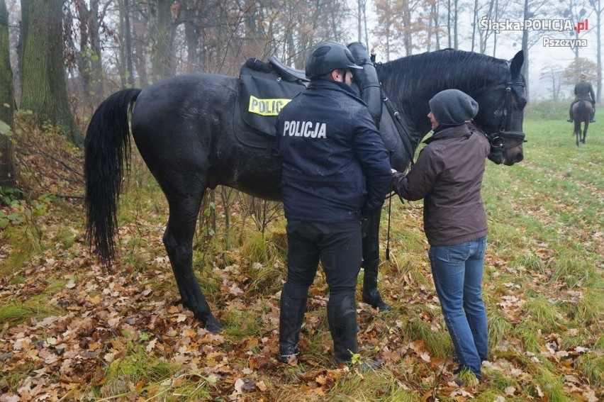 Pszczyński Hubertus, czyli pogoń za lisem