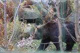 Niedźwiedzie ospale wychodzą na wybieg Śląskiego Ogrodu Zoologicznego. Wkrótce zapadną w zimowy sen. Zobaczymy je ponownie wiosną 