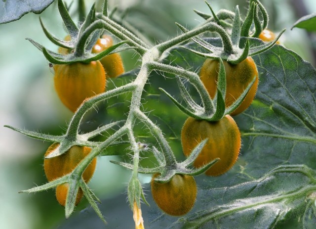Pomidory występują w wielu odmianach, różniących się kolorem, kształtem oraz smakiem.
