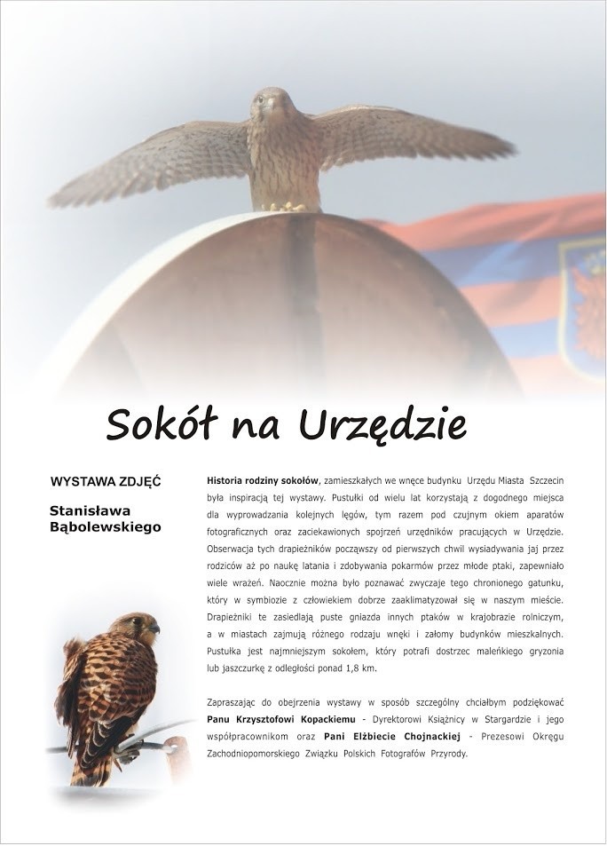 Pustułki na szczecińskim urzedzie. Przylatują co roku, ale 2 lata temu nie było ich w ogóle [ZDJĘCIA]