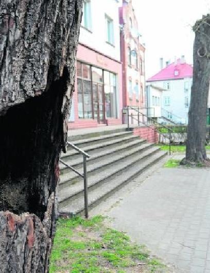 Niektóre drzewa znajdujące się przy ulicy Dworcowej w Miastku są puste w środku i zagrażają bezpieczeństwu pieszych.