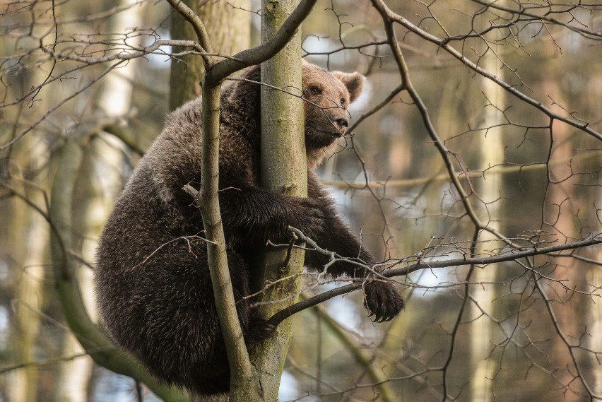 Zoo w Poznaniu zbiera orzechy dla niedźwiedzi