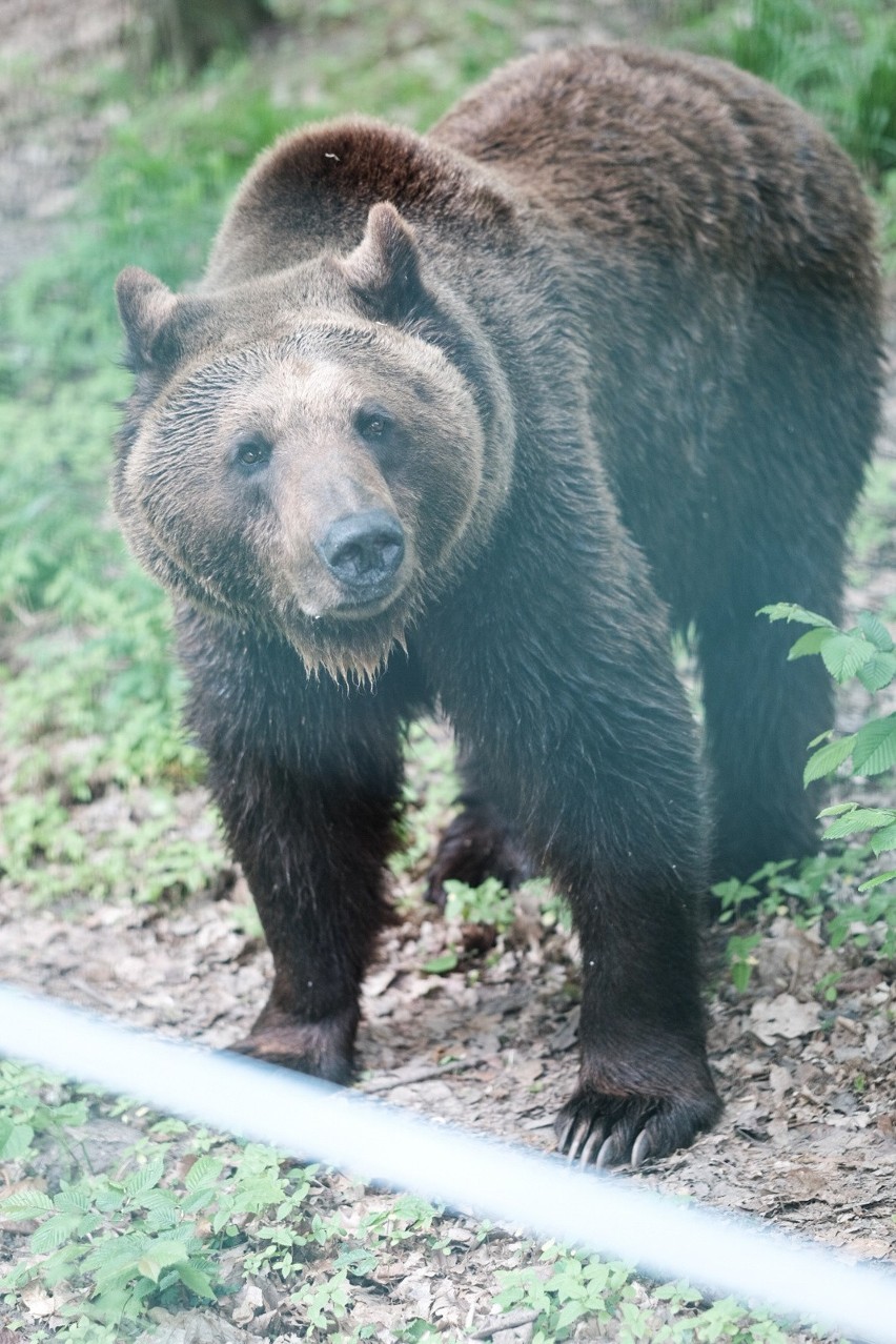 Zoo w Poznaniu zbiera orzechy dla niedźwiedzi