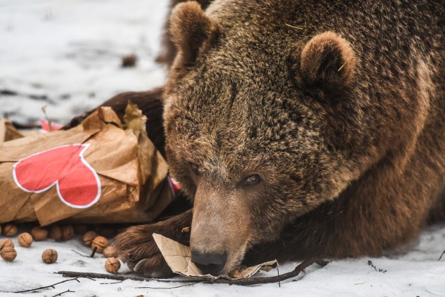 Zoo w Poznaniu zbiera orzechy dla niedźwiedzi