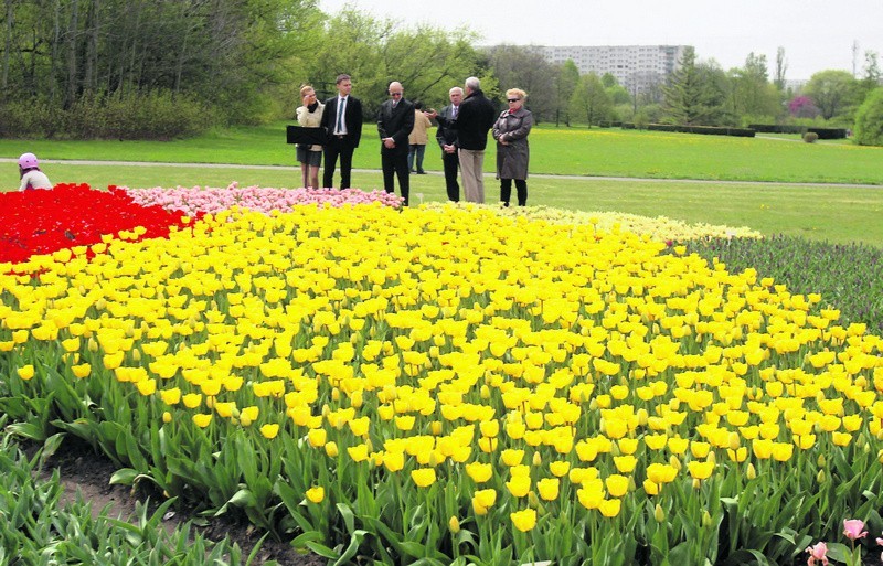 Tulipanowe kobierce w Ogrodzie Botanicznym są w pełnym...