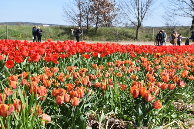To prawdziwy raj dla miłośników tulipanów. W Chrzypsku Wielkim zostały zainaugurowane XIII Międzynarodowe Targi Tulipanów. Zdążycie jeszcze obejrzeć niezwykłe, kolorowe tulipanowe pola.