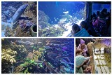 Wielkie otwarcie Wodnego Świata w opolskim zoo. Są tu egzotyczne ryby z Amazonii i rzeki Kongo oraz rafa koralowa. Powstało też odrarium