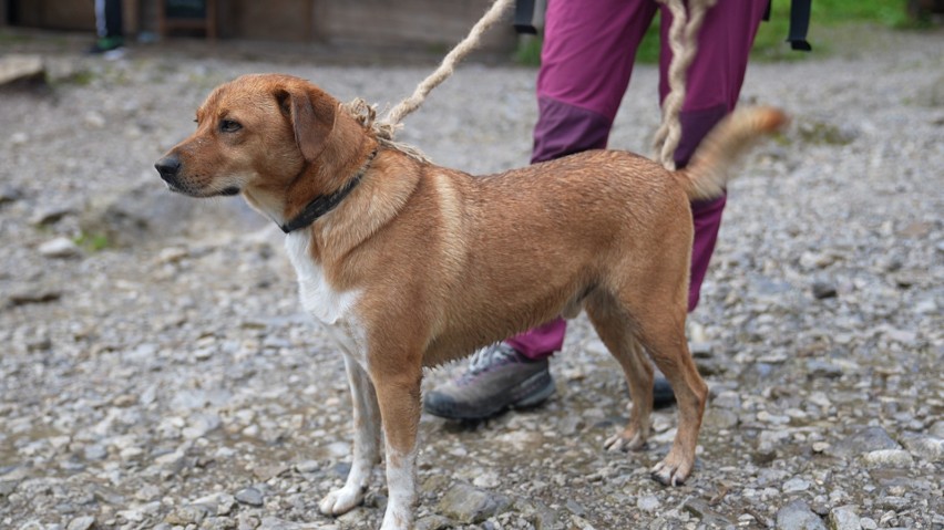 Fredek - pies znaleziony w Dolinie Strążyskiej