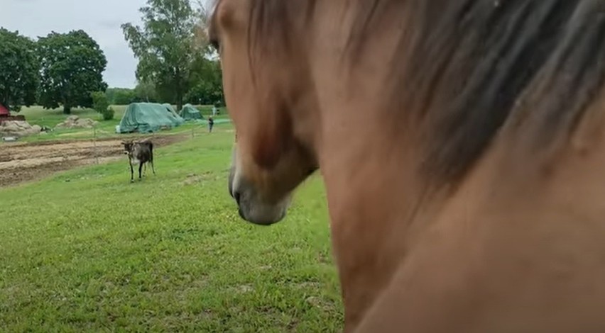 Rolnicy. Podlasie. Niebezpieczny wypadek w Laszkach. Polała się krew