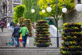 Kwietne wieże w Bielsku-Białej i dwumetrowe graby w donicach. Miasto zachwyca wiosną!