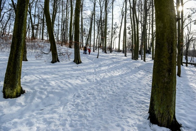 Dotychczasowe informacje (na koncie Lasów Państwowych na portalu społecznościowym X) dla wielu były źródłem informacji o polskich lasach.