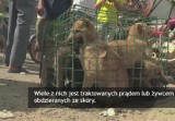 Festiwal psiego mięsa w Yulin. Mieszkańcy chińskiego miasta zabili z tej okazji ok. 10 tys. psów (wideo)