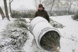 Kujawsko-pomorskie. Choinki kupujemy zwykle przy hipermarketach. Świąteczne drzewko można też przywieźć z lasu