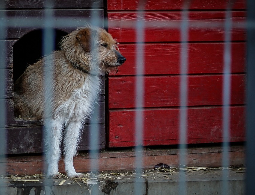 OTOZ Animals zbiera fundusze na budy dla psów. "Są...