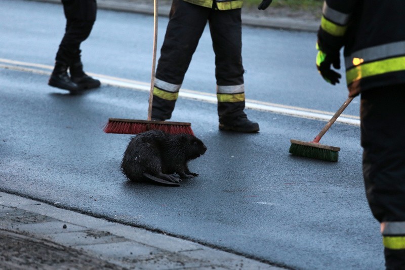 Policja prowadziła ruch wahadłowy, a strażacy szczotkami...