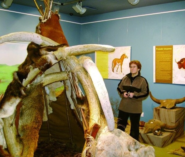 Do oglądania szczątków mamuta zaprasza Wiesława Malinowska z Muzeum Wigier w Starym Folwarku