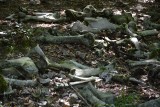 Mnóstwo kości znaleziono w Zielonym Lesie w Żarach. To makabryczne znalezisko może przerażać [ZDJĘCIA]