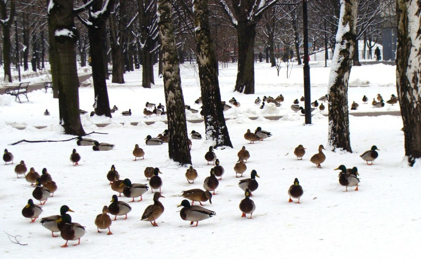 Kaczki krzyżówki często można spotkać w miejskich parkach,...