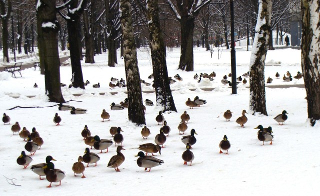 Kaczki krzyżówki często można spotkać w miejskich parkach, także zimą.